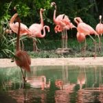 中文无码中文有码日本无码 075or9e60