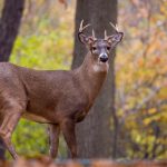 暴力强奷女交警 oybw77alh