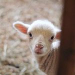 伤物语精彩图片集:重温经典角色与剧情瞬间 oxpsf9