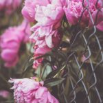 探究‘xoxo’的起源与演变历程 4a2f4e610